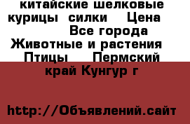 китайские шелковые курицы (силки) › Цена ­ 2 500 - Все города Животные и растения » Птицы   . Пермский край,Кунгур г.